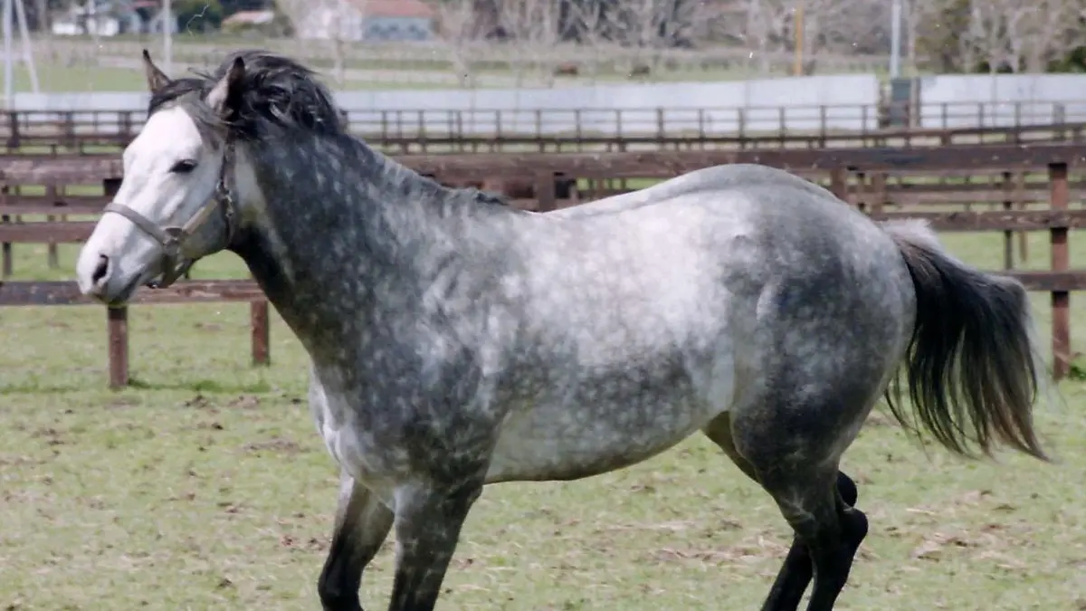 Kuda Aslinya Populerkan Kembali Balapan Kuda