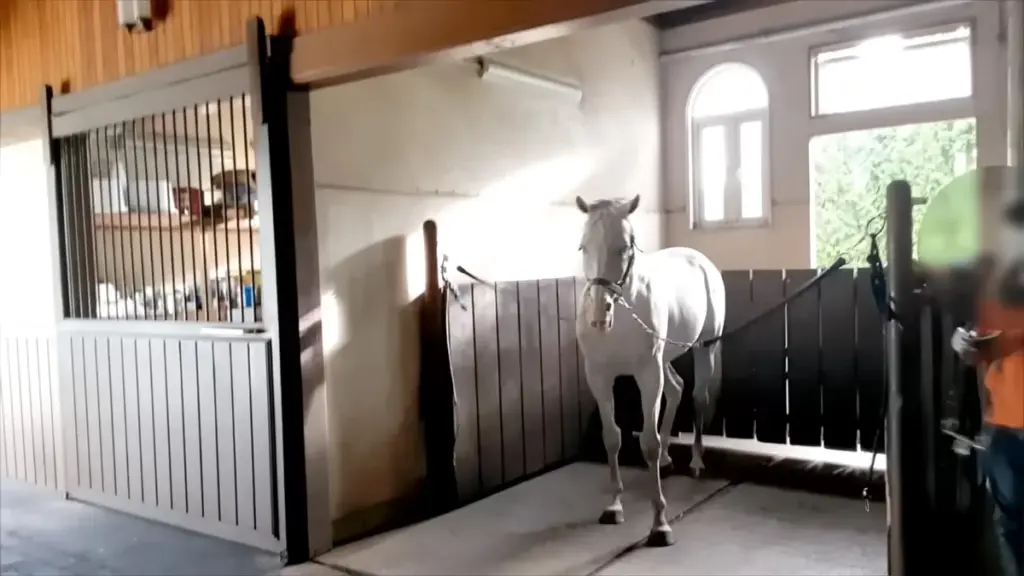 Kuda Aslinya Pejantan Hebat